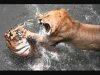 img_135_lion-vs-tiger.jpg