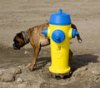 yellow-hydrant-dog-661340.jpg