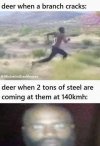 Deer.jpg