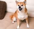 1620338716670.png 1620338716670.png