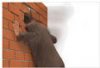 head in brick wall.jpg