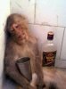drunk monkey.jpg