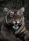 GIF_20240831_215537_963.gif