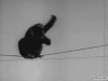 image.gif