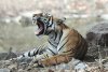 tiger-gujarat-ajay-suri-social (2).jpg